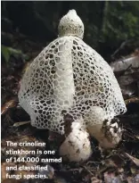  ??  ?? The crinoline stinkhorn is one of 144,000 named and classified fungi species.