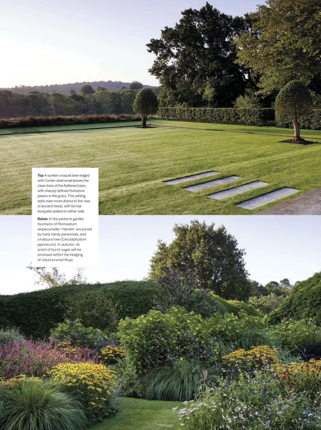  ??  ?? Top A sunken croquet lawn edged with Corten steel emphasises the clean lines of the flattened lawn, with sharply defined Yorkstone pavers in the grass. This setting adds even more drama to the view of ancient forest, with formal bosquets added on either side.
Below In the parterre garden fountains of Pennisetum
alopecuroi­des ‘Hameln’ are joined by lively hardy perennials, and a katsura tree ( Cercidiphy­llum
japonicum). In autumn, its scent of burnt sugar will be enclosed within the hedging of cloud-pruned thuja.