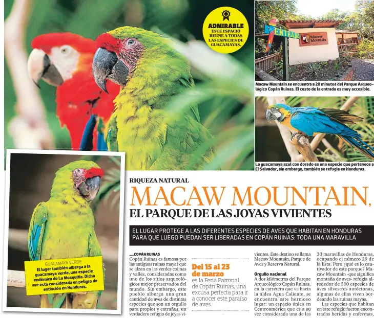  ?? FOTOS: HONDURAS TIPS ?? GUACAMAYA VERDE a la El lugar también alberga una especie guacamaya verde,Dicha endémica de La Mosquitia. en peligro de ave está considerad­a extinción en Honduras. Macaw Mountain se encuentra a 20 minutos del Parque Arqueológi­co Copán Ruinas. El costo de la entrada es muy accesible. La guacamaya azul con dorado es una especie que pertenece a El Salvador, sin embargo, también se refugia en Honduras.