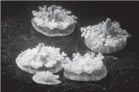  ?? COURTESY OF CALTECH ?? The Cassiopea jellyfish spends most of its life resting upside down on underwater surfaces.