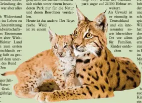  ?? Foto: Eric Isselée, adobe.stock.com ?? Der Luchs zählt als eines der Symboltier­e des Bayerische­n Waldes. Die meisten der in Bayern lebenden Tiere finden sich im Nationalpa­rk.