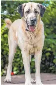  ?? FOTO: DPA ?? Hund der Rasse Kangal.