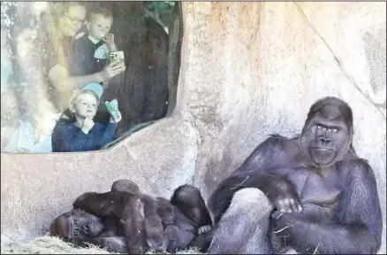  ?? ?? A gorilla family is observed by people visiting the Fort Worth Zoo in Fort Worth, Texas, Friday, Feb. 23, 2024. Researcher­s will be standing by to observe how animals’ routines at the zoo are disrupted when skies dim on April 8. They previously detected other strange animal behaviors in 2017 at a South Carolina zoo that was in the path of total darkness. (AP)