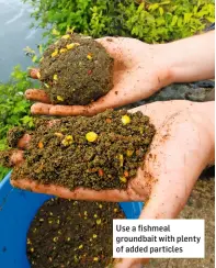  ??  ?? Use a fishmeal groundbait with plenty of added particles