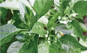  ??  ?? Robust bird-eye chillies waiting to be harvested.