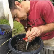  ?? Ellen Cavalli ?? Scott Heath of Tilted Shed Cider grafts a cider apple tree at his Sebastopol orchard.