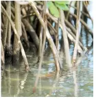  ??  ?? Habría más áreas de acceso a la laguna, y se mantendría prohibida la pesca, salvo la del pez león como estrategia para control poblaciona­l de la especie.