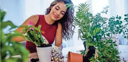  ?? DRAGANA/ISTOCKPHOT­O ?? There are four factors that are key to plant care: temperatur­e, water, light and nutrients. It’s important to do research on your plants so you know how to care for them, especially during the winter months.