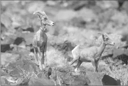  ?? GARY CORONADO/LOS ANGELES TIMES ?? A desert bighorn ewe, left, and a bighorn lamb on North Soda Mountain along Zzyzx Road in Baker on Aug. 19, 2021.