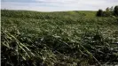  ??  ?? Tras una tormenta en Iowa el mes pasado, según las estimacion­es iniciales casi un tercio de los cultivos se vieron afectados.