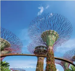  ??  ?? Supertrees and the OCBC Skyway