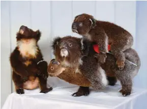  ??  ?? These are not soft toys. They are the smuggled skins of koala bears, preserved and stuffed by taxidermy.