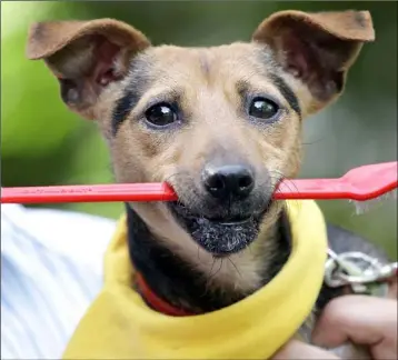  ??  ?? Do you brush your pets’ teeth regularly?