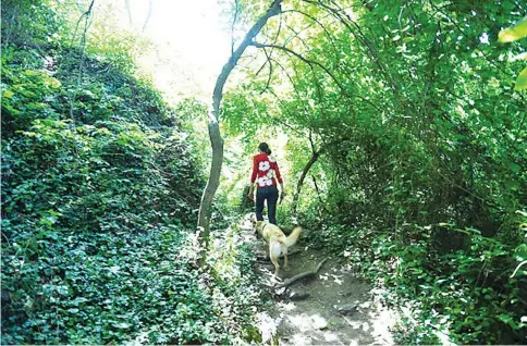  ??  ?? Author Florence Williams hikes near the C&O Canal in Washington, D.C., with her three-year-old dog, Hailey. Williams’ new book explores how important nature is to our brains, and how much we have lost by cutting ourselves off from it in the modern world.