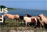  ?? Photo by Natalie Maynor ?? Mini Fact: Feral, or wild, ponies live on Assateague Island off the southeast coast of Maryland.