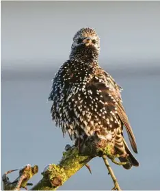  ??  ?? Beeindruck­end sieht dieser Star mit seinem Gefieder aus, den Lothar Jäppelt aus Kammeltal (Landkreis Günzburg) entdeckt hat.