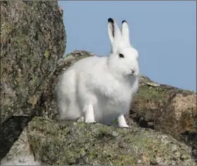  ?? Photo : Parcs Canada/Shawn Gerrow ?? Le mignon lapin arctique (Arctic Hare) au sommet du mont Gros-Morne. est une autre espèce qui a ses petits