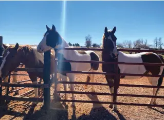  ?? ?? ABOVE: Additional Paint horses at Horse Feathers Equine Center vie for attention.