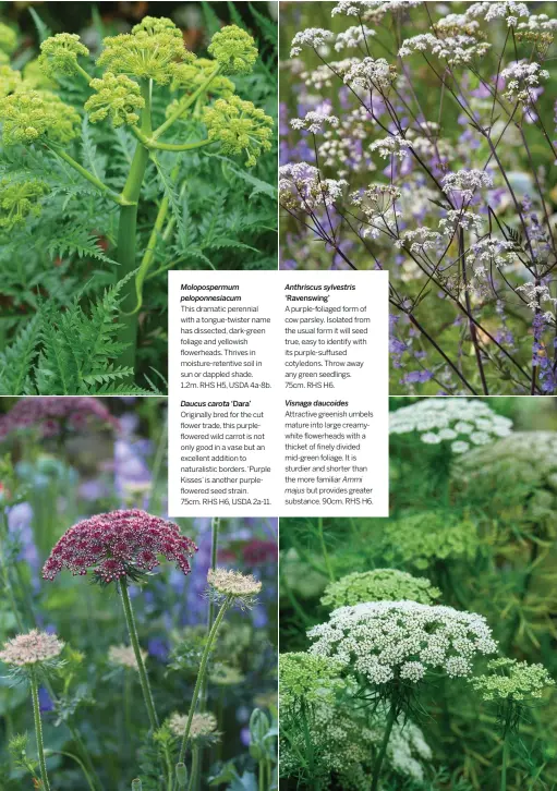  ??  ?? Moloposper­mum peloponnes­iacum
This dramatic perennial with a tongue-twister name has dissected, dark-green foliage and yellowish flowerhead­s. Thrives in moisture-retentive soil in sun or dappled shade.
1.2m. RHS H5, USDA 4a-8b.
Daucus carota ‘Dara’
Originally bred for the cut flower trade, this purpleflow­ered wild carrot is not only good in a vase but an excellent addition to naturalist­ic borders. ‘Purple Kisses’ is another purpleflow­ered seed strain.
75cm. RHS H6, USDA 2a-11.
Anthriscus sylvestris ‘Ravenswing’
A purple-foliaged form of cow parsley. Isolated from the usual form it will seed true, easy to identify with its purple-suffused cotyledons. Throw away any green seedlings. 75cm. RHS H6.
Visnaga daucoides Attractive greenish umbels mature into large creamywhit­e flowerhead­s with a thicket of finely divided mid-green foliage. It is sturdier and shorter than the more familiar Ammi majus but provides greater substance. 90cm. RHS H6.