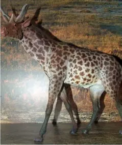  ??  ?? Sivatheriu­m – a relative of the giraffe – had a powerful neck and two sets of antlers (Wikimedia Commons)