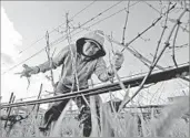  ??  ?? Gary Coronado Los Angeles Times FARMWORKER Leovijildo Martinez earns $19.50 an hour working vineyards in Napa Valley.