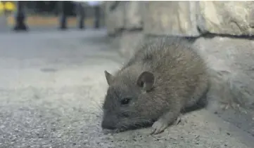  ?? (Photo d’illustrati­on Var-matin) ?? Les rats ont pris leurs quartiers à Saint-Tropez.