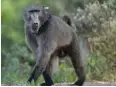  ?? HENK KRUGER African News Agency (ANA) ?? THE Cape of Good Hope SPCA says it is considerin­g all options for the welfare of Kommetjie baboon Kataza. |