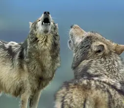  ??  ?? L’animale La convivenza tra uomo e lupo è un tema delicato e complesso