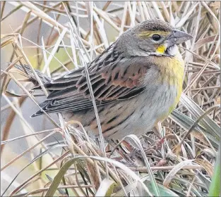  ?? BRUCE MACTAVISH PHOTO ?? A dickcissel with its heavy seed-cracking bill and elegant splash of yellow is at home in the grass at Cape Spear.