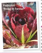  ??  ?? Radicchio
‘Rossa di Treviso’