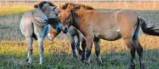  ?? Foto: Norbert Pantel ?? Solongo (links) beschnuppe­rt den Neuankömml­ing Ulaanbaata­r.