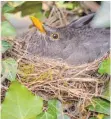  ?? FOTO: CANDY WELZ/DPA ?? Eine Amsel hat sich ein geschützte­s Plätzchen zum Nisten ausgesucht.