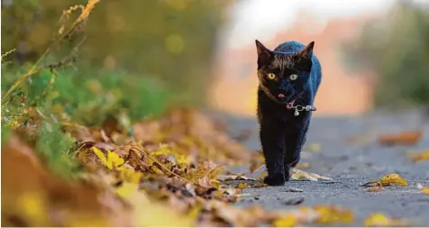  ?? Foto: Sebastian Gollnow, dpa ?? Das Unglück schleicht auf leisen Pfoten über die Straße. Schwarze Katzen sind bis heute der Inbegriff für unheilbrin­gende Tiere. Woher das schlechte Image der eigentlich nützlichen Mäusejäger kommt, ist unklar.