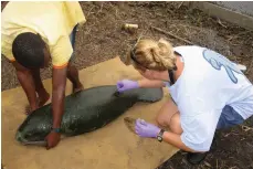  ?? ProAves; Dr Lucy Keith-Diagne ?? Top, the Lynch’s Colombian tree frog was thought to be extinct after no sightings were reported in 36 years; above, Dr Lucy Keith-Diagne with a manatee in Gabon