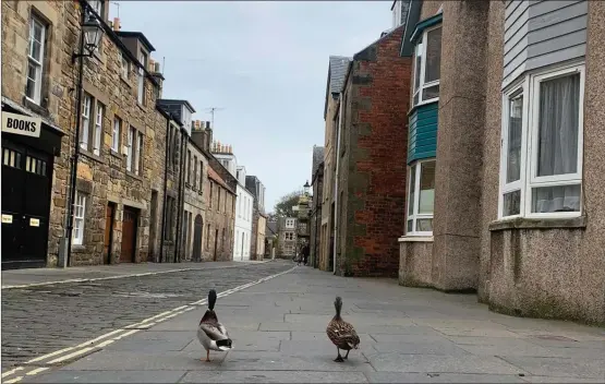  ?? We welcome submission­s for Picture of the Day. Email picoftheda­y@theherald.co.uk ?? Two mallard ducks take advantage of lockdown restrictio­ns as they stroll along a deserted street in St Andrews in this fabulous picture taken by Herald reader Josh Hannah