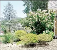  ?? Lynn Atkins/The Weekly Vista ?? Roland Sperry added these shrubs to replace trees that died in his Highlands yard.