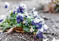  ?? Krblokhin / Getty Images | istockphot­o ?? This year’s freeze-damaged pansies are unlikely to stay in bloom.