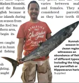  ?? Supplied ?? Kunnah season in Jazan region witnesses an abundance of fish of different types, including the kingfish and parrotfish or Hipposcaru­s harid.