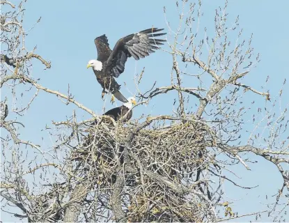  ?? Helen H. Richardson, The Denver Post ?? A pair of bald eagles tend to their nest that is perched high on the top of a large cottonwood tree on Boulder County Open Space on Feb. 26 in Broomfield. On Monday, the Trump administra­tion proposed changes to how the Endangered Species Act is applied. The law is credited with the rebound in the bald eagle population.