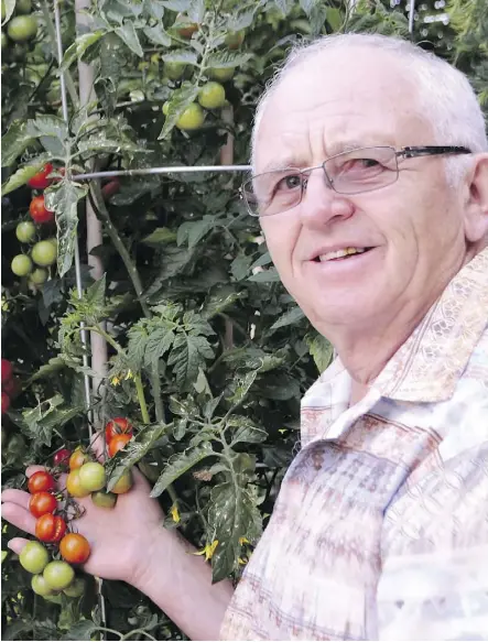  ?? DONNA BAGDAN ?? Brian Heidecker checks on two heirloom tomato varieties, orange zinger and golden oxheart, in anticipati­on of the Edmonton Horticultu­ral Society’s Tomato Extravagan­za Aug. 29 at The Enjoy Centre in St. Albert.