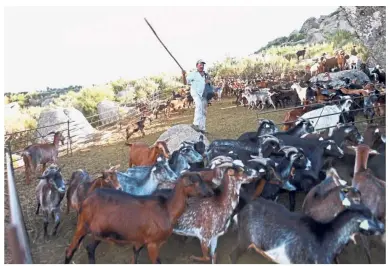  ?? — AFP ?? Have you ‘herd’ of these heroes?: Moura conducting his flock of goats near Loriga, at Serra da Estrela mountain, in Portugal.