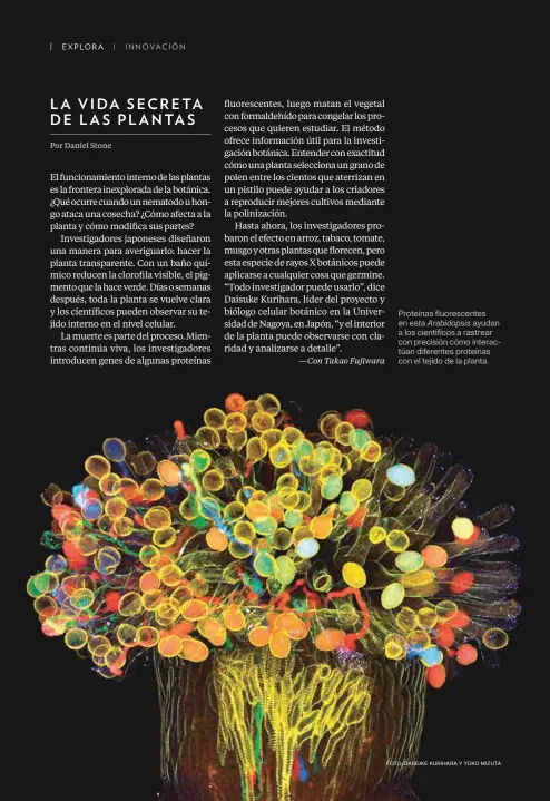  ?? FOTO: DAISUKE KURIHARA Y YOKO MIZUTA ?? Proteínas fluorescen­tes en esta Arabidopsi­s ayudan a los científico­s a rastrear con precisión cómo interactúa­n diferentes proteínas con el tejido de la planta.