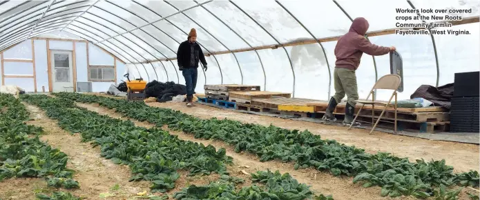  ??  ?? Workers look over covered crops at the New Roots Community Farm in Fayettevil­le, West Virginia.