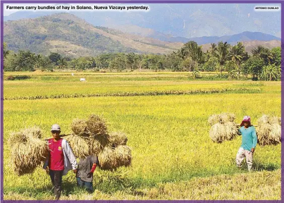  ?? ARTEMIO DUMLAO ?? Farmers carry bundles of hay in Solano, Nueva Vizcaya yesterday.