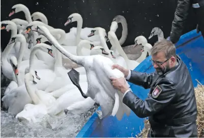  ?? Picture: EPA ?? Olaf Niess, known as the ‘Father of the Swans’ catches birds in a lock on Alster Lake to take them to their winter home in Hamburg, Germany. The swans are moved to a small lake that is kept ice-free.