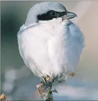  ?? CP/HO - NATURE CONSERVANC­Y OF CANADA, DAVE MENKE ?? An Eastern Loggerhead is shown in this undated handout photo. A conservati­on group said Monday it had bought 16 hectares of property in eastern Ontario that is a hot spot for many grassland birds such as the endangered eastern loggerhead shrike.The...