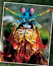  ??  ?? EYE-EYE Peacock mantis shrimps live in burrows under Pacific coral reefs. Their eyes are loaded with colour receptors – up to 16, compared to three in humans. Seven of these are tuned specifical­ly to ultraviole­t light, and their eyes can be rotated independen­tly