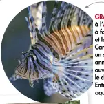  ??  ?? GRANDS FRISSONS à l’Aquarium, face à face avec les requins et la murène des Caraïbes, abrités dans un superbe bâtiment années 30. Et pour ouvrir nos chakras, le chant des baleines. Entrée : 14,90 €. aquariumbi­arritz/com