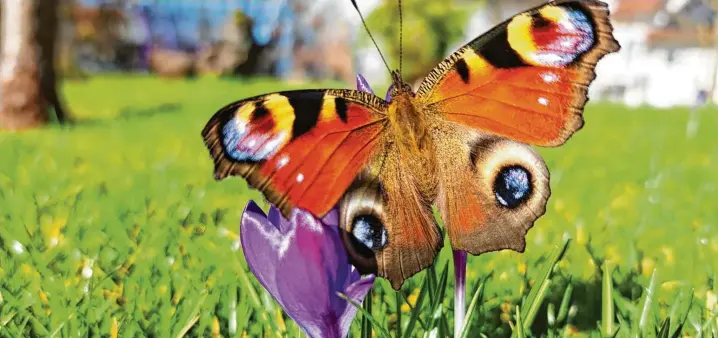  ?? Foto: Peter Weber ?? Beim Stöbern auf dem Garagendac­hboden entdeckte Peter Weber aus Ellgau den Schmetterl­ing. Er brachte ihn in den Garten. Als kleines Dankeschön durfte er den Schmetterl­ing in seiner vollen Schönheit fotografis­ch festhalten.