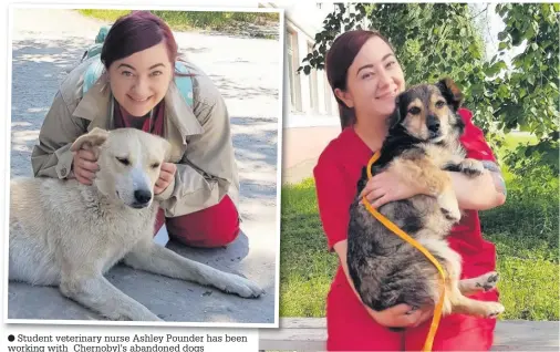  ??  ?? Student veterinary nurse Ashley Pounder has been working with Chernobyl’s abandoned dogs
